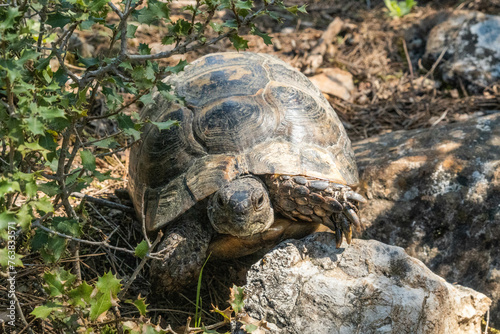Greek tortoises (Testudo graeca) on the Lycian Way, Antalya, Turkey
