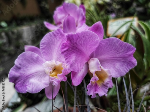 Cattleya labiata, Crimson Cattleya is blooming  photo