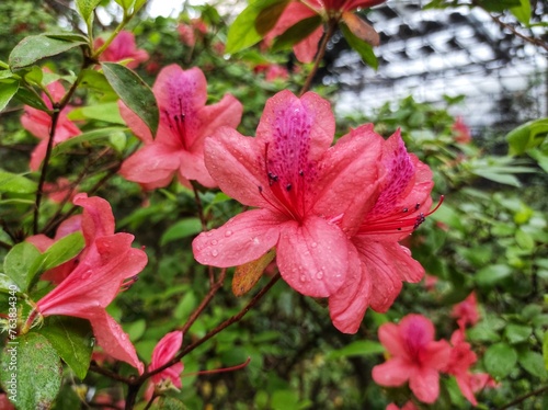 Rhododendron spp or Azalea flowers are a type of flower with striking and varied colors.
