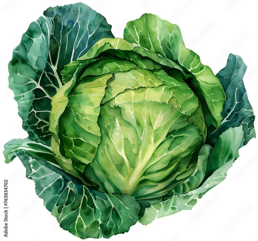 Cabbage in Watercolor on Transparent Background Cabbage in Watercolor on Transparent Background