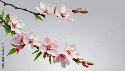 exquisite cherry blossom branch isolated on a transparent background for design layouts colorful background