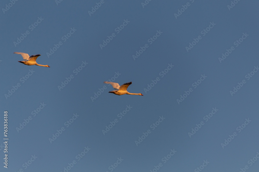 Fototapeta premium birds flying in the sky