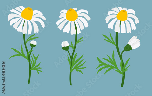 Chamomile flower background.Eps 10 vector.