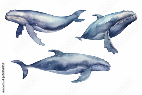 Watercolor whales illustration, hand painted collection, isolated on a white background 
