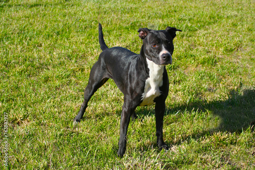 black dog of Pitbull breed on a field of green grass..