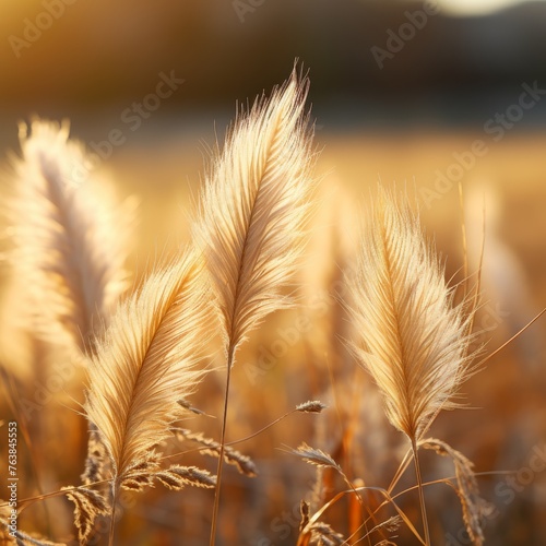 Golden Pampas Grass - Nature's Whisper