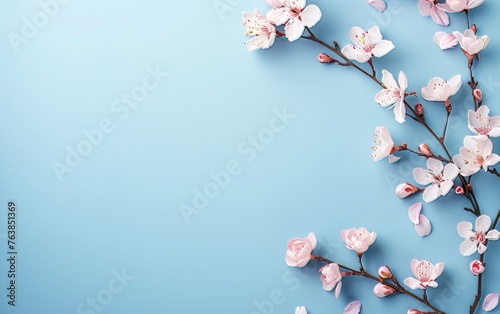 Spring background. Branches of flowering apricot on blue background.