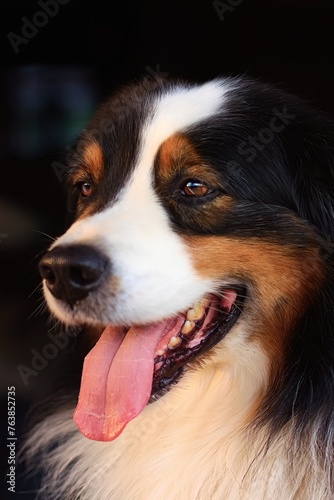 Australian Shepherd with tongue sticking out