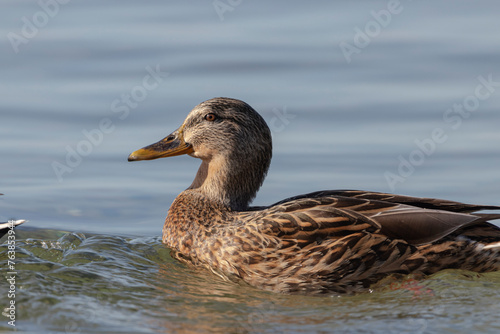 Wundersch  ne Stockente auf dem Wasser