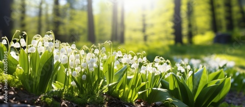 Close-up of white flowers in a woodland