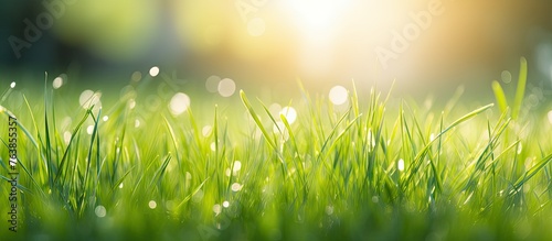 Sunlight shining through green grass field