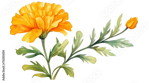 Isolated Watercolor Marigold Flower Element on isolated Transparent background. PNG Format