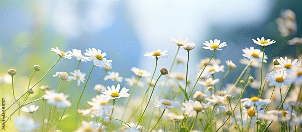 Field of white flowers under blue sky