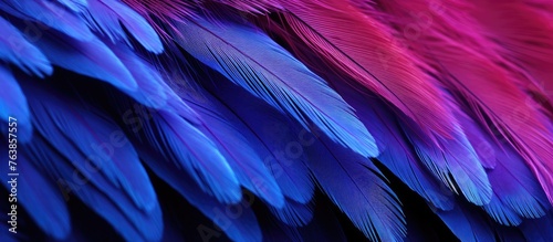 Close-up of vibrant bird plumage against dark backdrop