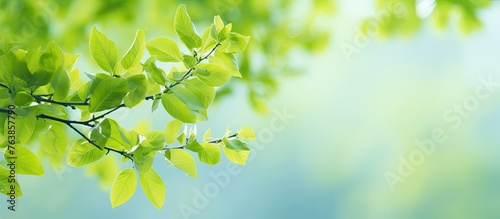 A close up of a branch of a tree with green leaves