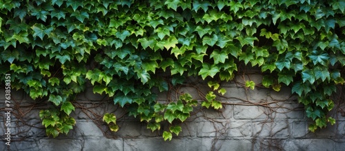 Green ivys covering a wall