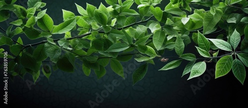 A close up of a green leafy tree branch with dark background