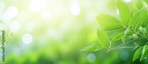 Sunlight filtering through green tree leaves