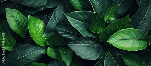 A green plant with lush leaves close up