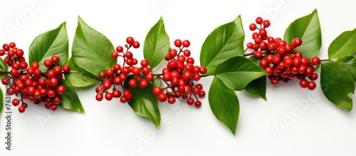 Branch with red berries and green leaves