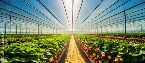 A greenhouse filled with rows of strawberries photo
