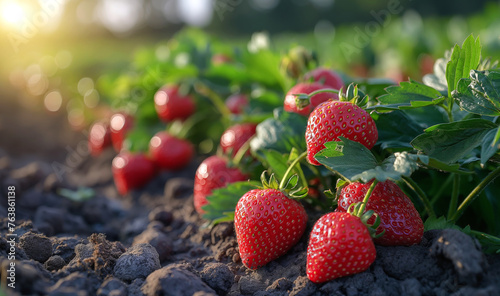 Close-up strawberry fields in sunrise