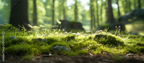 Sunlight filtering through trees on mossy forest floor