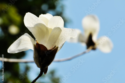  lovely magnolia blossom in springtime © 曹宇