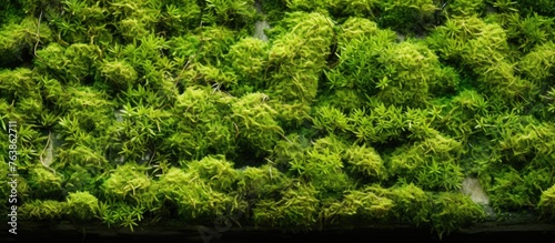 Moss-covered wall against black background