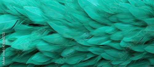 Close up of green parrot feathers on white background
