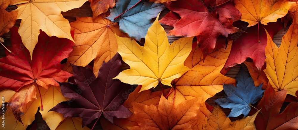 Colorful autumn leaves on wooden surface