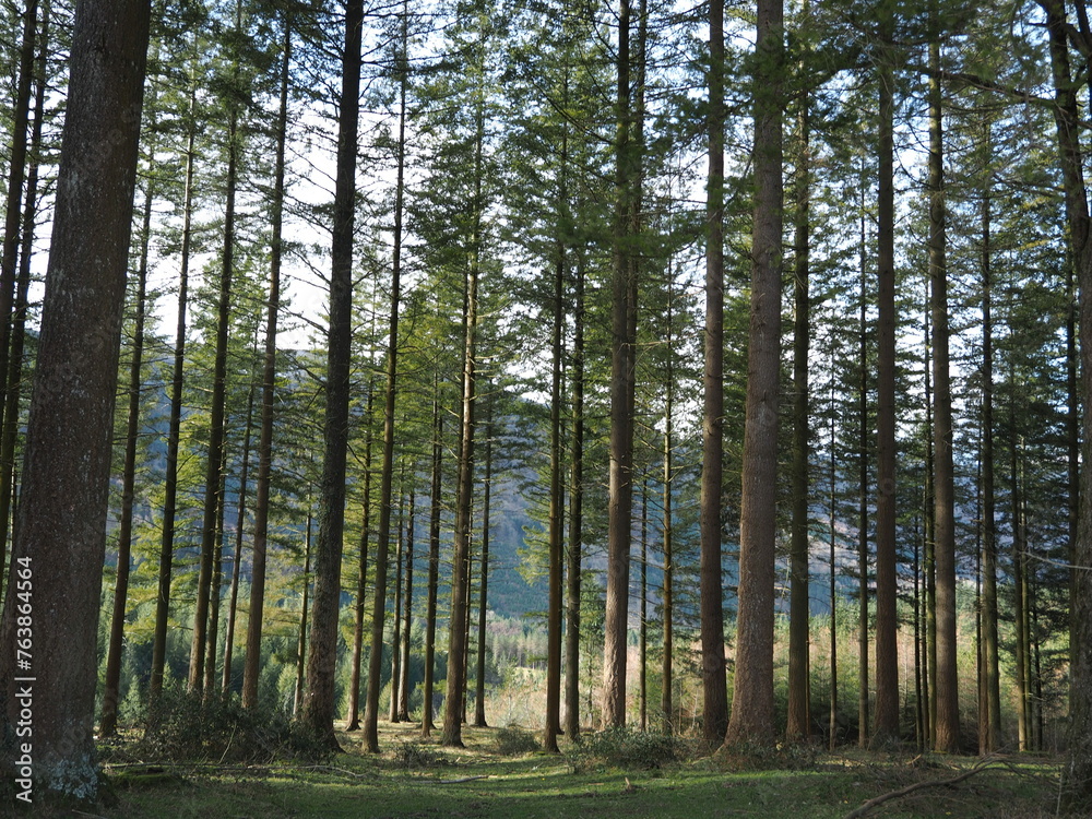 Fototapeta premium Bosque