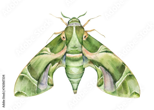 Watercolor the oleander hawk-moth or army green moth. Daphnis nerii isolated on white background. Hand drawn painting insect illustration. photo