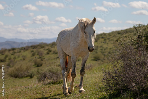 White wild horse stallion in the Salt River wild horse management area near Scottsdale Arizona United States © htrnr