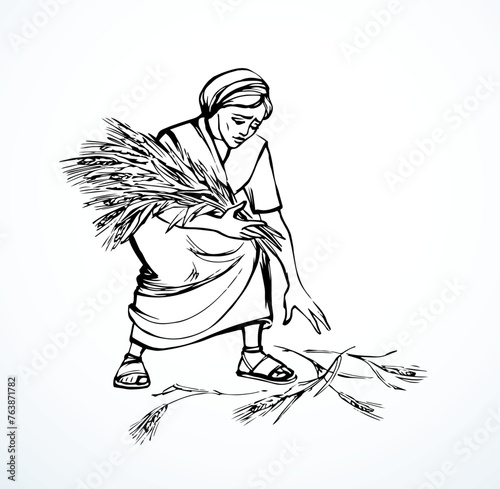 Vector drawing. A woman picks ears in the field