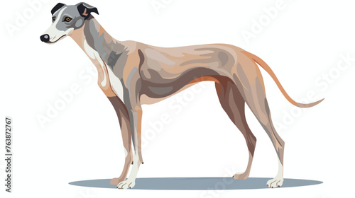 Greyhound Dog Pet Vector Illustration flat vector 