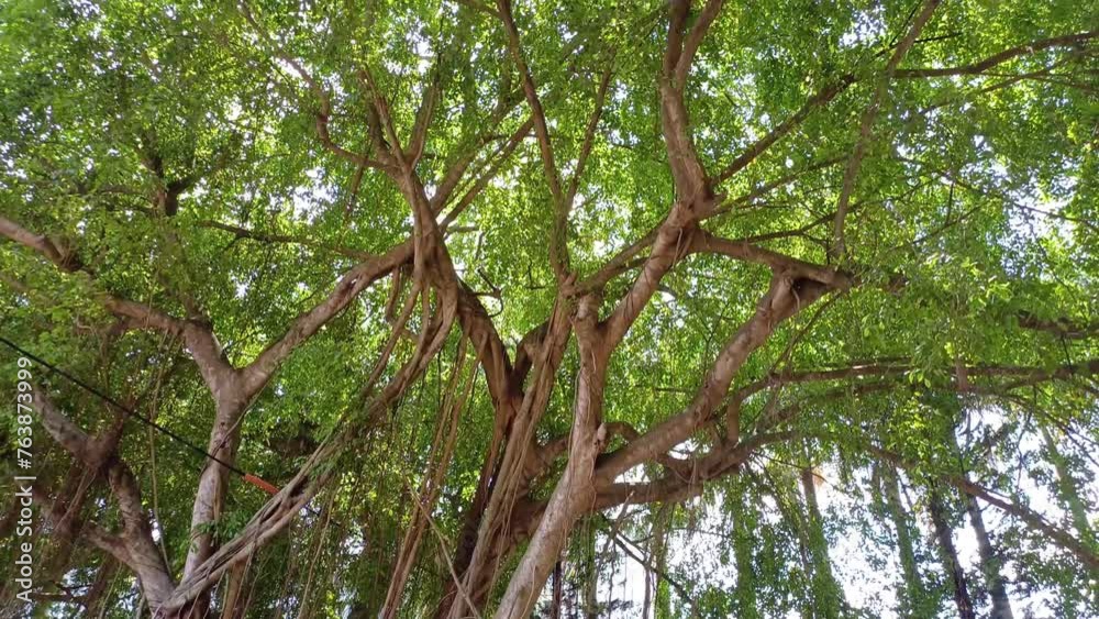 Massive tree with very wide foliage. Sunlight passes through tree leaves in Mekong Delta Vietnam. Massive tree with very wide foliage. Sunlight passes through tree leaves in Mekong Delta Vietnam.