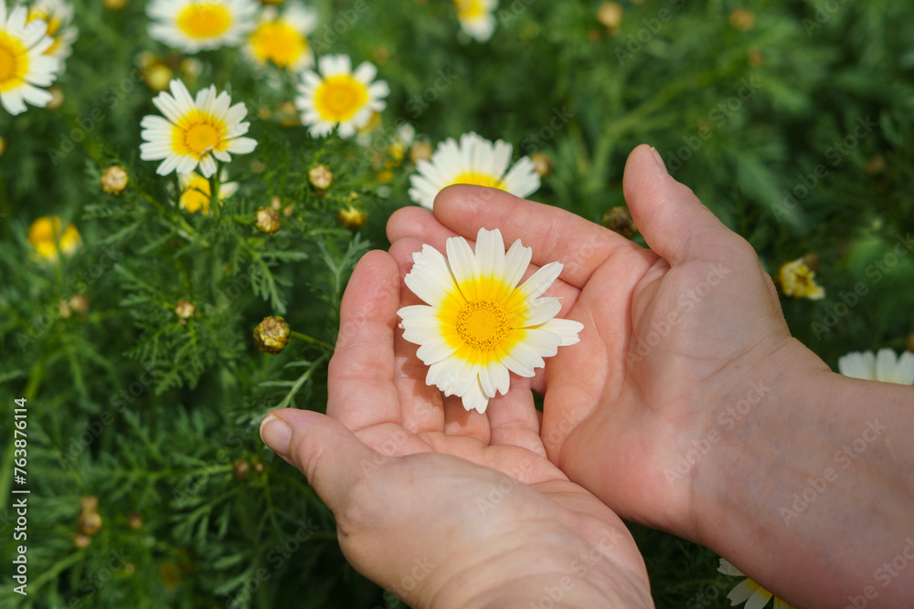 woman holding a beautiful white and yellow daisy in her hands in the field woman holding a beautiful white and yellow daisy in her hands in the field