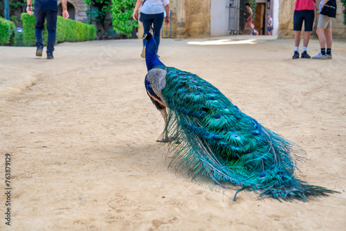 A beautiful peacock with closed wings
