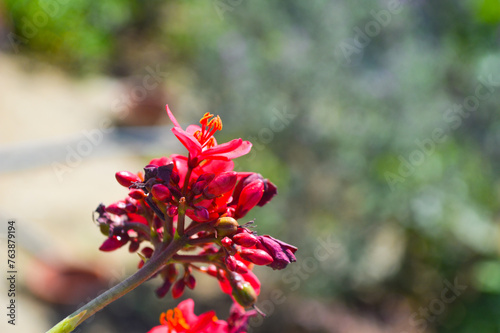 Close up herbal plant jatropha flower, floral red pollen flowers in the garden photo