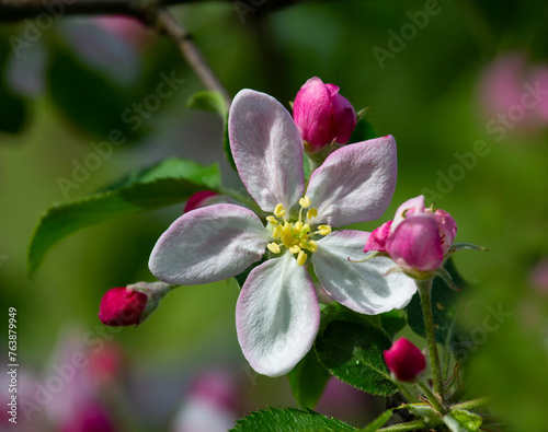 Morning in the garden. Apple blossom. Apple tree blossoms are always a beautiful sight.
