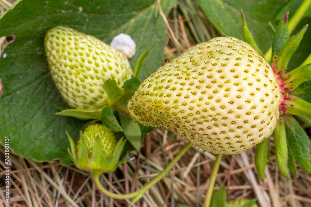 Strawberry bush with unripe berries. Strawberry bush with unripe berries.