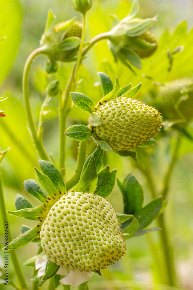 Strawberry bush with unripe berries. Strawberry bush with unripe berries.