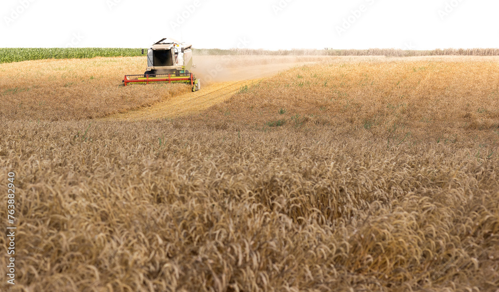 Fototapeta premium Harvesting combine in the wheat.