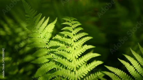 Young fern leaves illuminated by the evening sun swaying in the wind.