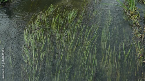A view from above of the river with green seaweed moving in the current.