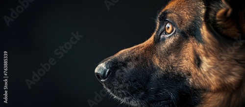Close up of a German shepherd dogs snout on a dark background, showcasing its carnivorous nature and beautiful fur. A prime example of a working Terrestrial animal from the dog breed family