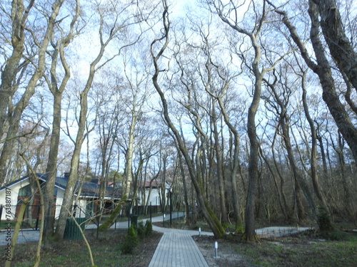 Fotografi trees in the park on the curonian spit in russia