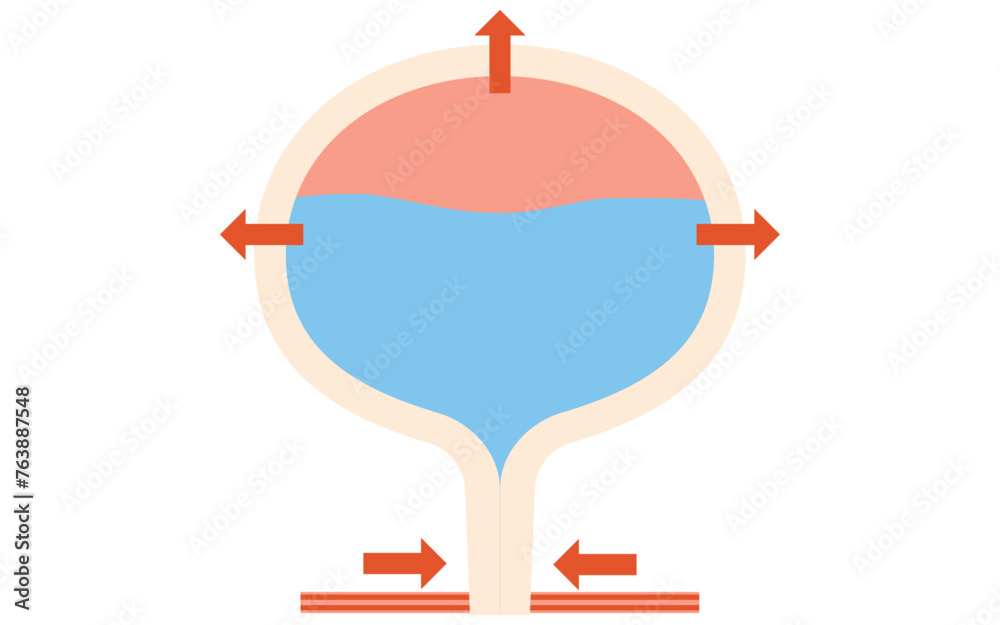 Medical illustration of the normal bladder, how it urinates, and how it stores urine Medical illustration of the normal bladder, how it urinates, and how it stores urine