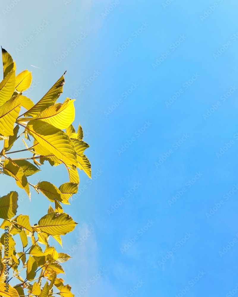 Obraz premium Yellow leaves with blue sky background